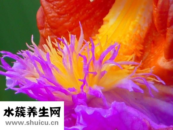 哪些茶叶属于绿茶
