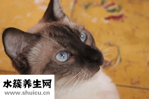 安视优怎么样
