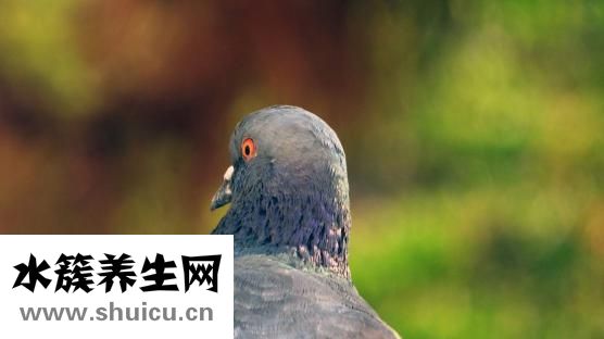 怎么样养小鸟