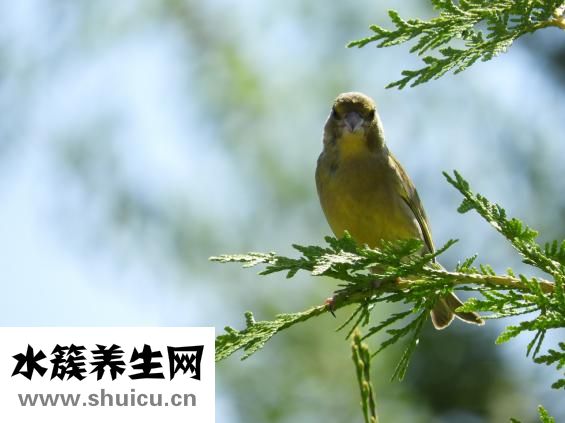 大鸟是什么