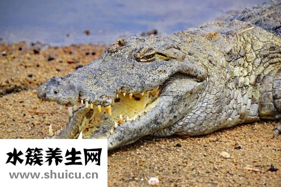 鳄鱼苗怎么样运输