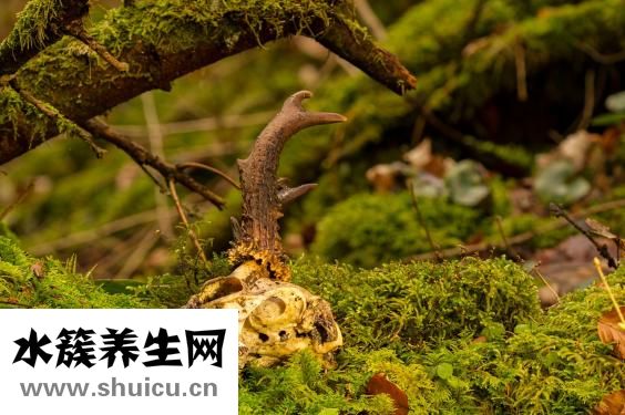怎么样快速煮排骨粥