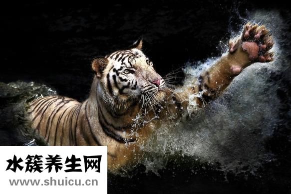 真伊单磊怎么样
