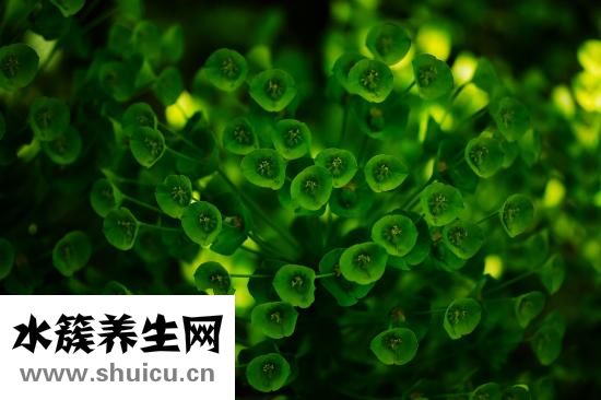 芫荽是什么