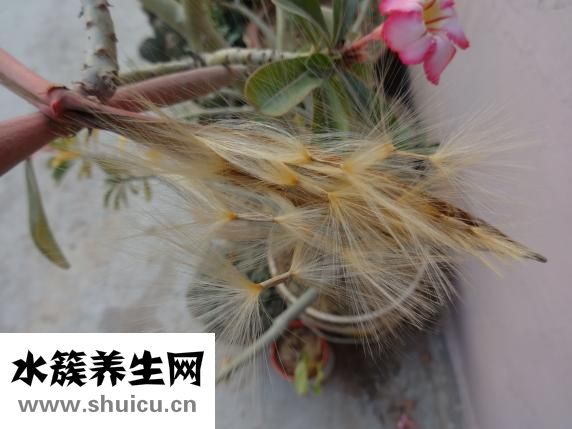 风信子的花语是什么