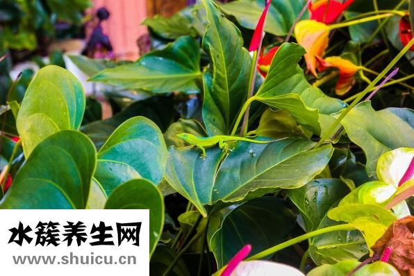 梦见掉牙是怎么回事