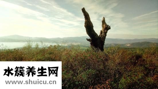 丝芙兰刷子怎么样