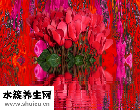 风信子的花语是什么