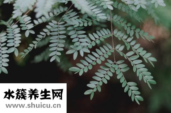 胃下垂吃什么药