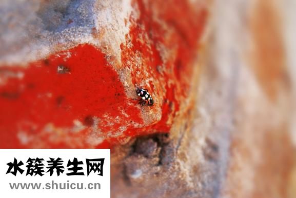 胃下垂吃什么药