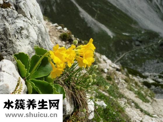吃什么可以排毒养颜