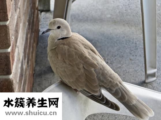 怎么样养小鸟