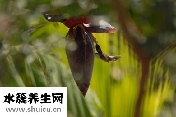 新洲人怎么样