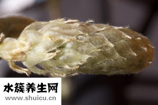 怎么样防止癌症