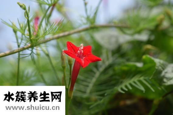 宝宝拉稀怎么回事