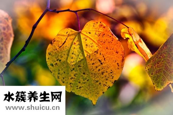 中秋送什么