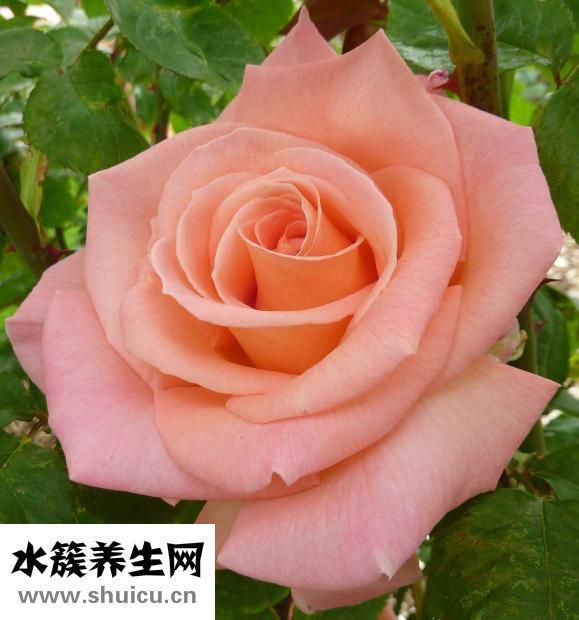 中秋送什么