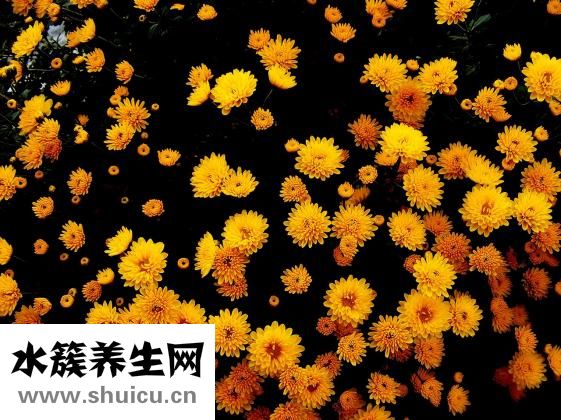 怎么样的菊花