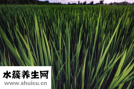 野稻人男衬衫怎么样