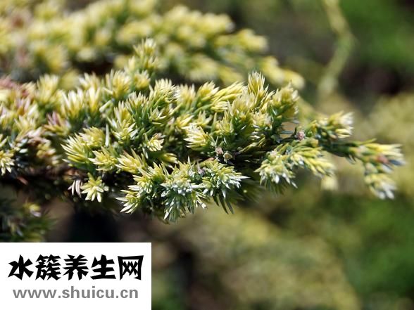 柏奴的药用价值：可用于食管癌胃癌贲门癌等癌症