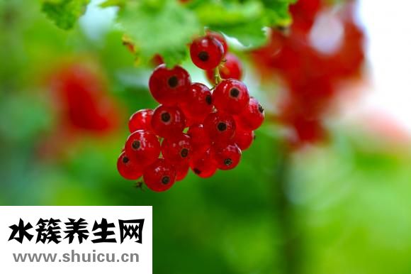 阿夫精油怎么样