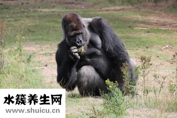 优时比发展怎么样