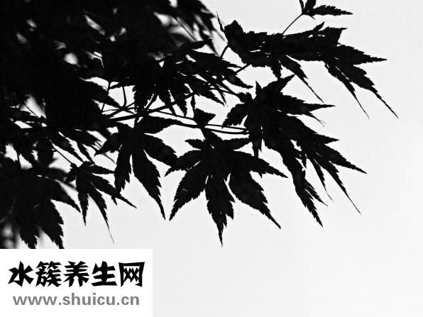 牙齿松动吃什么药