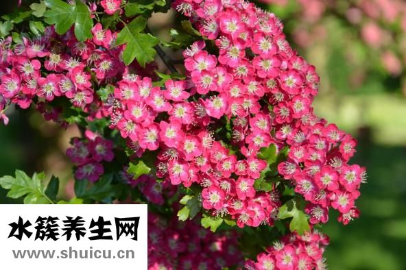 如何扎出好看的发型