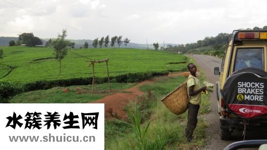 什么人不适合喝绿茶