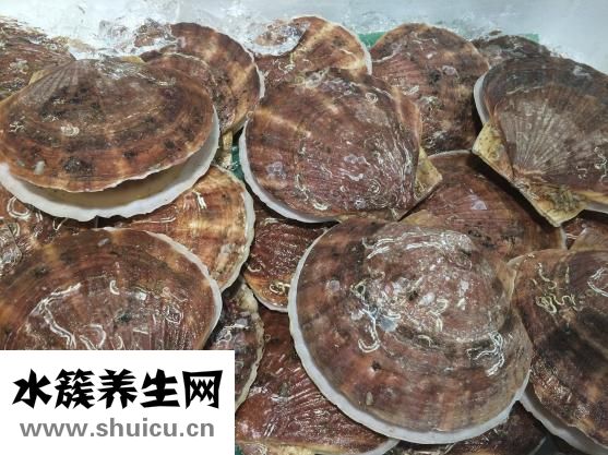 扇贝英语怎么样