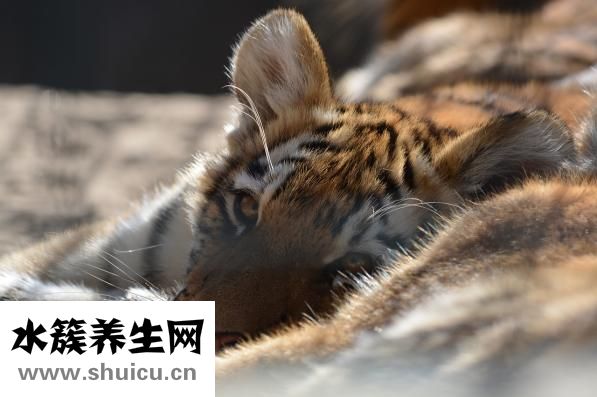 豹龟怎么养