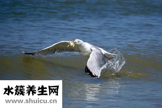 抽烟的人吃什么好