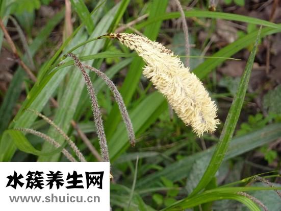 野稻人男衬衫怎么样