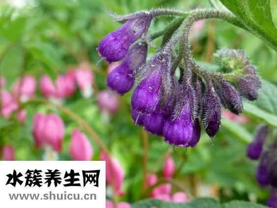 花印药用美白怎么样