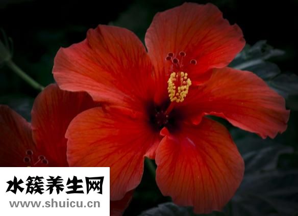 朴槿惠为什么不结婚