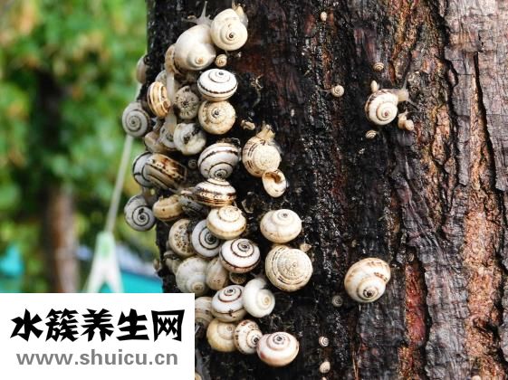 怎么样发海螺干