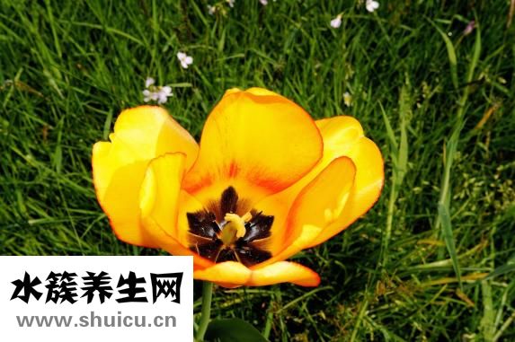 怀孕牙痛怎么办