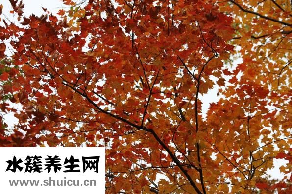 白皮烟味道怎么样