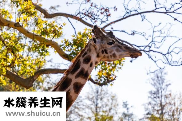 脖子皮肤松弛怎么办