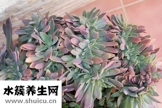 柏娅奴怎么样