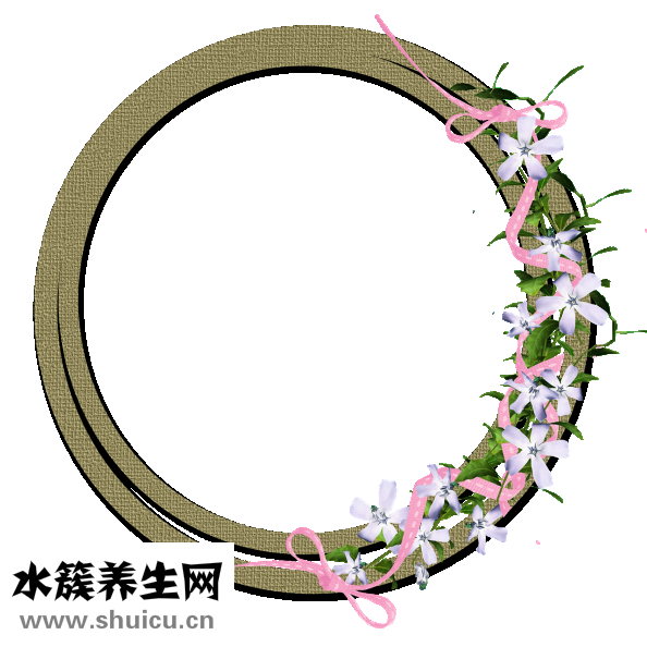 扇贝英语怎么样