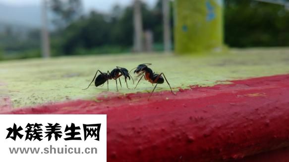 帮顿手表怎么样