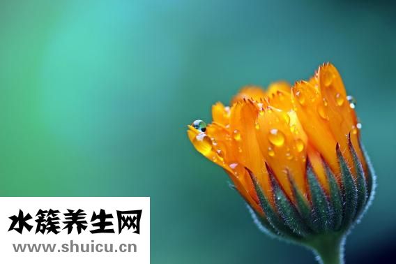 裙子英文怎么写
