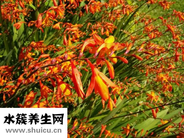 速购国际女装怎么样