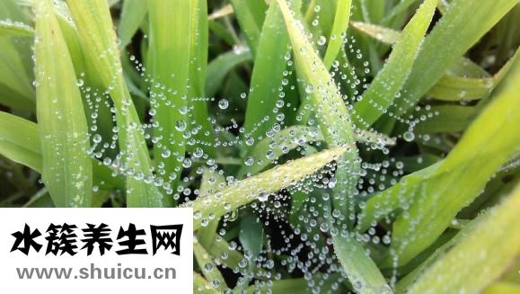 怎么样选皮草