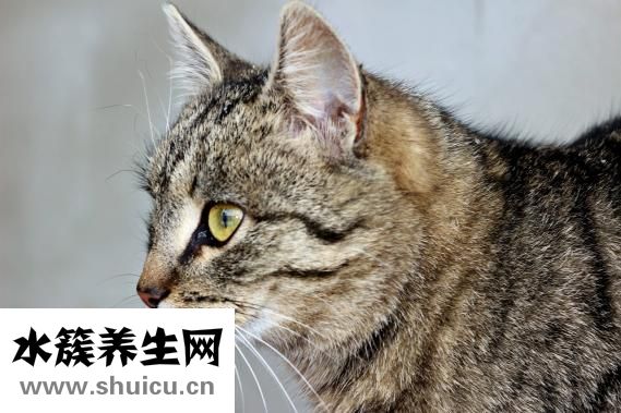 豹龟怎么养