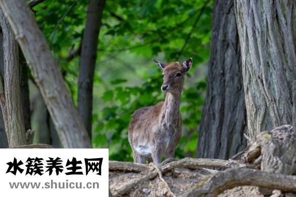怎么样的菊花