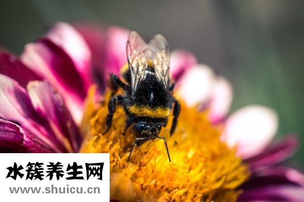 吃什么对胃有好处
