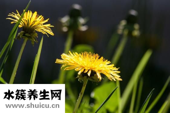 孕妇消化不良吃什么