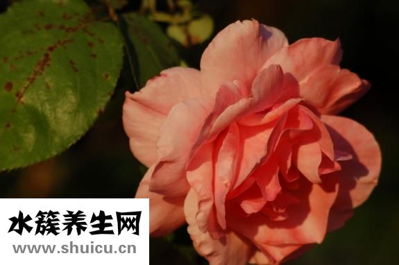 好莱奴怎么样